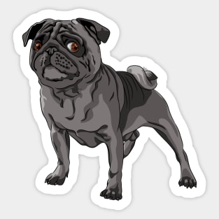 Black pug Dog Sticker